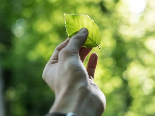 Educação Ambiental – Novo Aviso de Candidatura